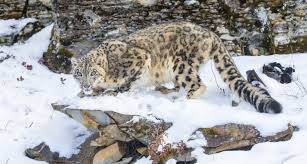 How many species of wild cats are threatened with extinction? European Wild Cats Big Cats Small Wild Cats Of Europe