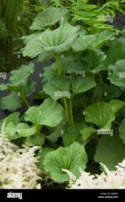 Image result for Gunnera perpensa