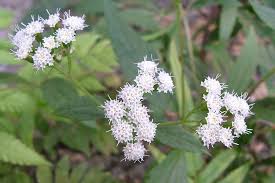 Image result for Ageratinastrum