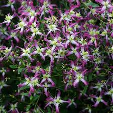 It includes some headlines in the world of plant breeding—new fragrant clematis with colorful, showy flowers. Buy Clematis Triternata Rubromarginata Jparkers