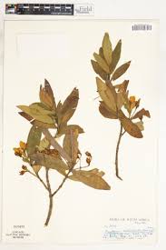 Image result for Aptosimum albomarginatum