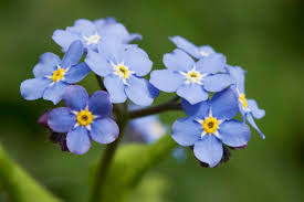 744 likes · 8 talking about this. Planting And Caring For Forget Me Nots Mygarden Com