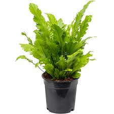 Image result for Asplenium ceii