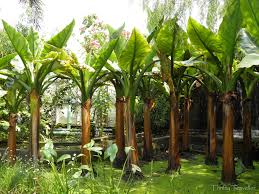 It is actually my secret hiding place when i needed some peace and tranquility but i've not been back there since the arrival of ayden. The Secret Garden Of 1 Utama Shopping Centre The Thrifty Traveller