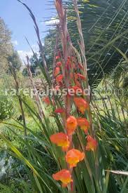Image result for Gladiolus dalenii