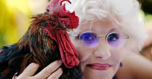 No cute little clucking noises from these guys, it's full out screaming and screeching. Rowdy French Rooster Maurice Wins Noise Pollution Case Daily Sabah