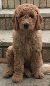 Female, she is 9 weeks old. Goldendoodle Puppies For Sale United Kingdom Curtabemdoodles Goldendoodle Puppy Goldendoodle Puppies