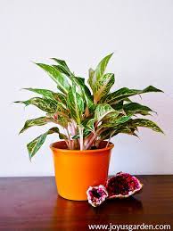The foliage is usually green with white, yellow, or pink. Chinese Evergreen Care And Growing Tips Joy Us Garden