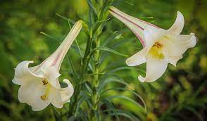 They make an elegant statement and are very popular in wedding bouquets and table centerpieces. 45 Types Of White Flowers With Pictures Flower Glossary