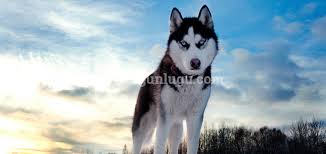 Husky Sibirya Kurdu Irk Analizi Ve Ozellikleri