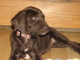 Maybe you would like to learn more about one of these? We Really Love Our Puppy Puppyhood