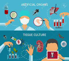Maybe you would like to learn more about one of these? Two Horizontal Flat Biotechnology Banner Set With Descriptions Of Artificial Organs And Tissue Culture Vector Illustration Royalty Free Cliparts Vectors And Stock Illustration Image 57652900