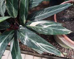 Además, los cambios bruscos de temperatura. Image Ctenanthe Oppenheimiana Biolib Cz