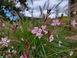 Image result for Oenothera lindheimeri