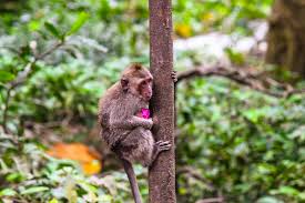 Share it on social sites or upload your picture at our community. Baby Monkey Pictures Download Free Images On Unsplash