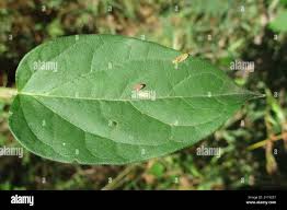 Image result for Pentarrhinum insipidum