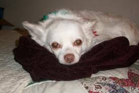 My dog has been diagnosed as having cysts in his prostate which is enlarged at 3.67 by 2.52. Vet Thinks Chiquita Has Liver Cancer