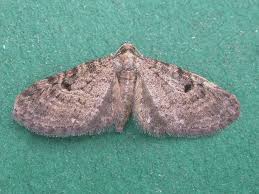 Image result for Eupithecia tenuiata