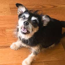 Dedicated volunteers to rescuing animals from euthanasia. Zdlsxazcq Jrsm