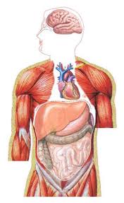 We did not find results for: Stylebystro Organs Of Human Body