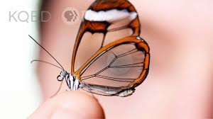 Glasswing Butterflies Want To Make Something Perfectly Clear Kqed Background without background animal image free images of books without background dog without background animal pet pictures without background single rose flowers without background lion without background red roses without background butterfly white background. glasswing butterflies want to make