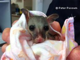 Note if the opossum is still drinking its mother's milk, if you are observing it in the wild. Can You Keep A Possum As A Pet Blog Peter The Possum Bird Man