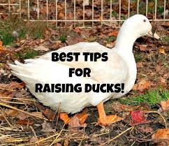 Raising Ducks 9 Best Tips For Keeping Ducks Happy And Healthy Timber Creek Farm Raising Ducks Pet Ducks Chickens Backyard