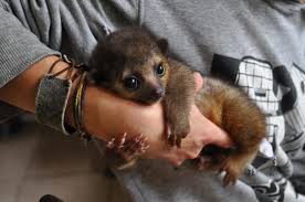 Subtitle of part of web page, if appropriate. Kinkajou Fact Sheet C S W D