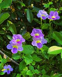 Image result for Asystasia vogeliana