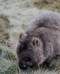 Image result for Common wombat
