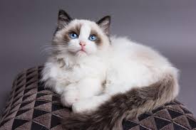 Ragdoll cats are certainly a distinctive breed, but how big are ragdoll cats? So You Re Thinking About Getting A Ragdoll Cat My Pet And I