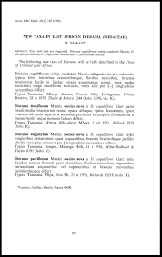 Image result for Dierama cupuliflorum