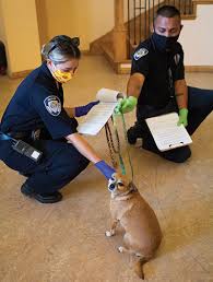 Maybe you would like to learn more about one of these? Animal Shelters Control Officers Aim To Be More Community Centric American Veterinary Medical Association