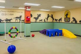 Dog Trouble? This Pet Service Shop May Come to the Rescue