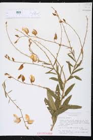 Image result for Crotalaria johnstonii