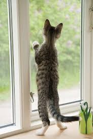 Pencerede Kedi Tuval Baski Pixers Haydi Dunyanizi Degistirelim Kedi Sevimli Kedi Yavrulari Sevimli Kediler