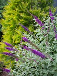Butterfly Bush How To Plant Grow And Care For Butterfly Bushes Hgtv