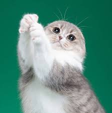 Maybe you would like to learn more about one of these? Sundemorning Cattery à¸Ÿà¸²à¸£ à¸¡à¹à¸¡à¸§ Scottish Fold Highland Fold Home Facebook
