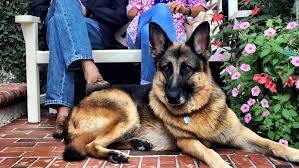 Champ, who was the family's cherished companion, died peacefully at home, president biden and the first lady said. Dog Lovers Defend Biden S Champ After Called Junkyard Dog By News Anchor Cnn Video