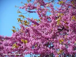Scegli fra gli stili più amati, i più tradizionali e. Tra I Fiori Degli Alberi Di Giuda Dear Miss Fletcher