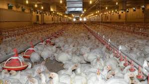 Turkeys are kept or reared for meat purposes. Turkey S Chicken Meat Production Down In Jan