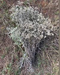Image result for Fagopyrum snowdenii