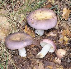 Image result for Russula variata
