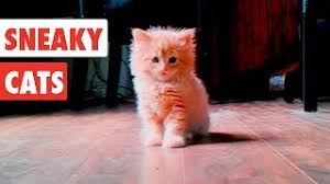Sneaky Cats Funny Cat Video Compilation 2020 Youtube