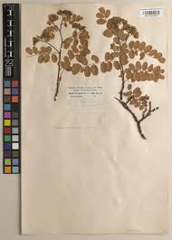 Image result for Pandanus chiliocarpus