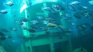 Todi The Ultimate Diving Experience Youtube