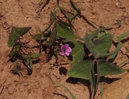 Image result for Oxalis latifolia