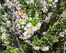 Image result for Malpighia coccigera