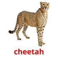 Cheetah Jungle Animals Pictures Animal Flashcards Animals