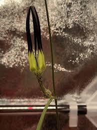 Image result for Ceropegia speciosa